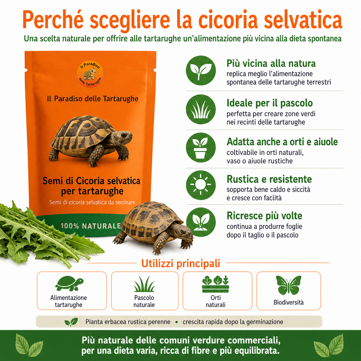 Semi di Cicoria selvatica 40g - Semi di cicoria da seminare
