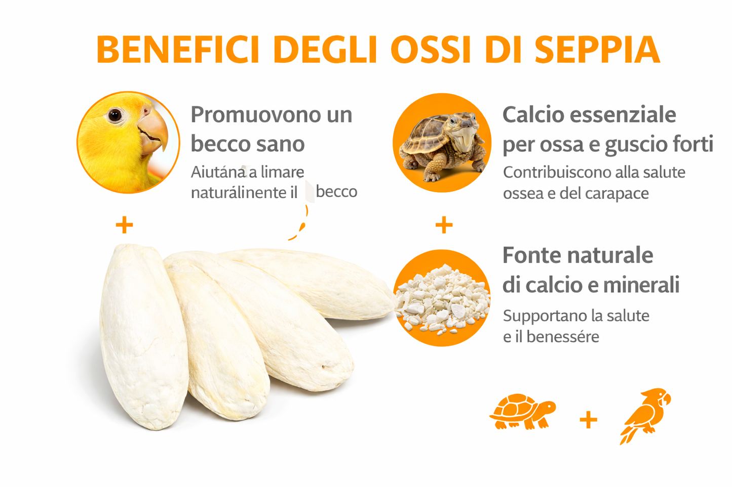Ossi di seppia Frammentati - fonte di calcio per tartarughe di terra, uccelli, lumache