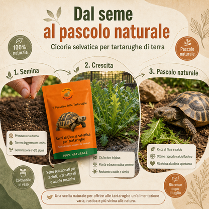 Semi di Cicoria selvatica 40g - Semi di cicoria da seminare