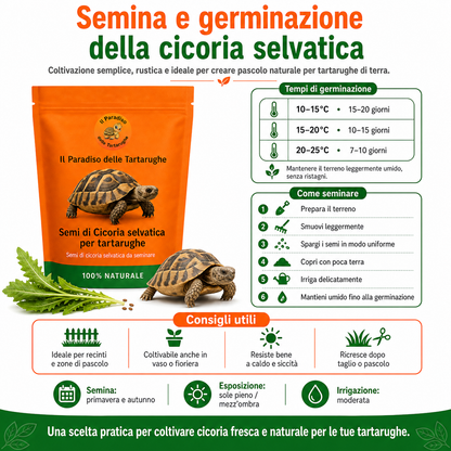 Semi di Cicoria selvatica 40g - Semi di cicoria da seminare