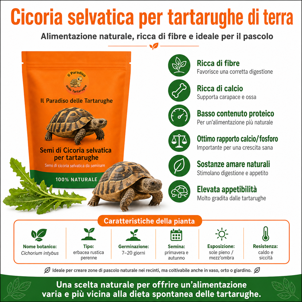 Semi di Cicoria selvatica 40g - Semi di cicoria da seminare