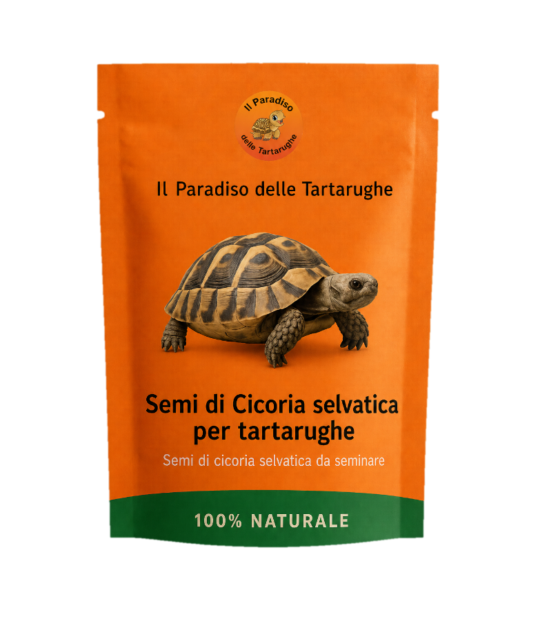 Semi di Cicoria selvatica 40g - Semi di cicoria da seminare