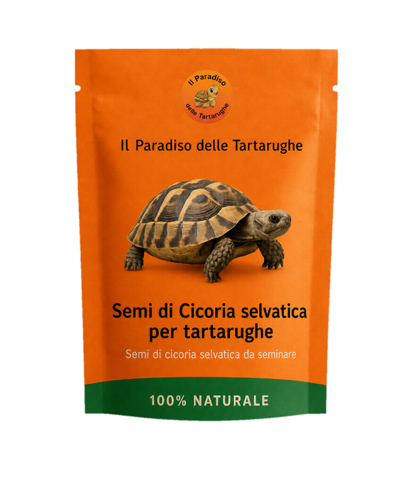 Semi di Cicoria selvatica 40g - Semi di cicoria da seminare