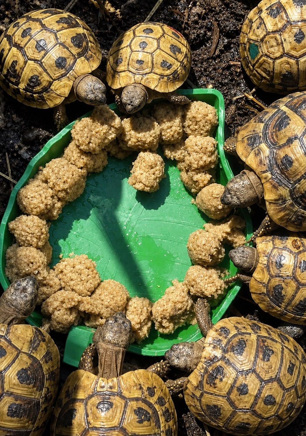 Mazuri Tortoise Diet - mangime completo tartarughe di terra, rettili, alimentazione bilanciata