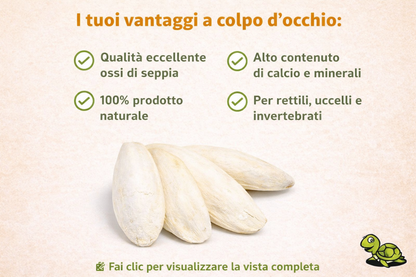 Ossi di seppia - fonte di calcio per tartarughe di terra, uccelli, lumache