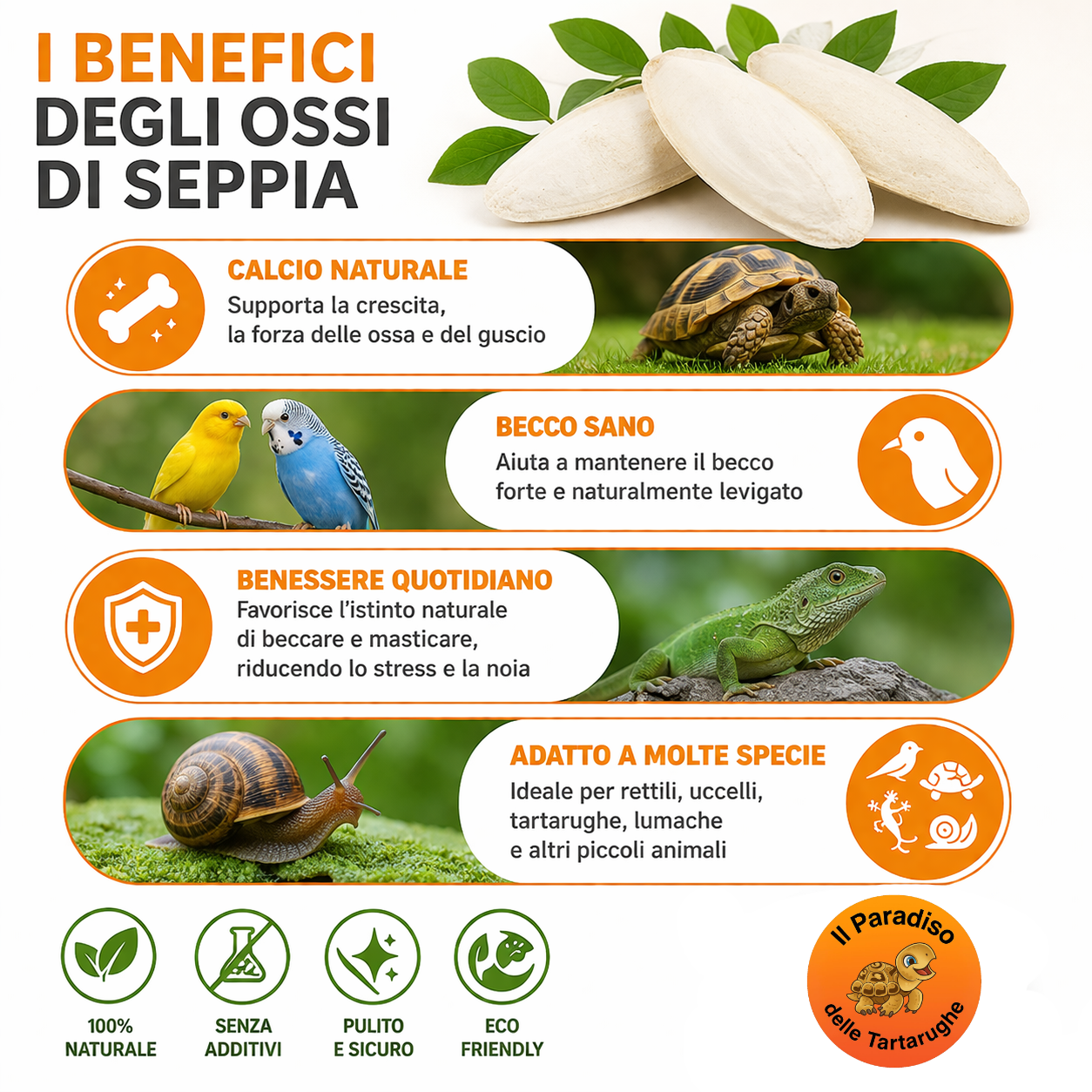 Ossi di seppia - fonte di calcio per tartarughe di terra, uccelli, lumache