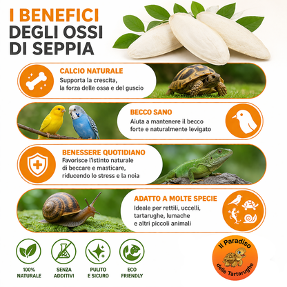 Ossi di seppia - fonte di calcio per tartarughe di terra, uccelli, lumache