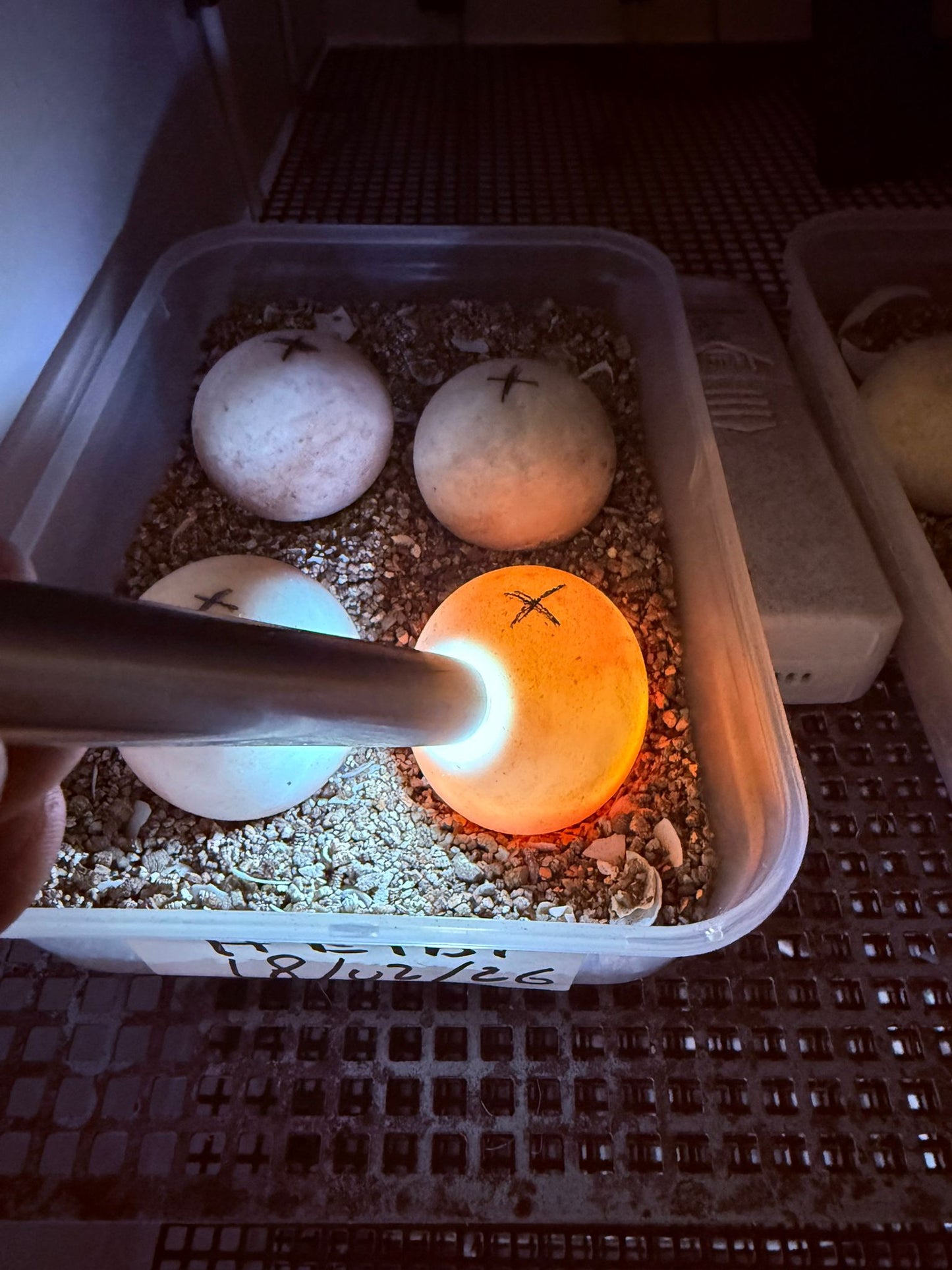 Lampada per speratura uova