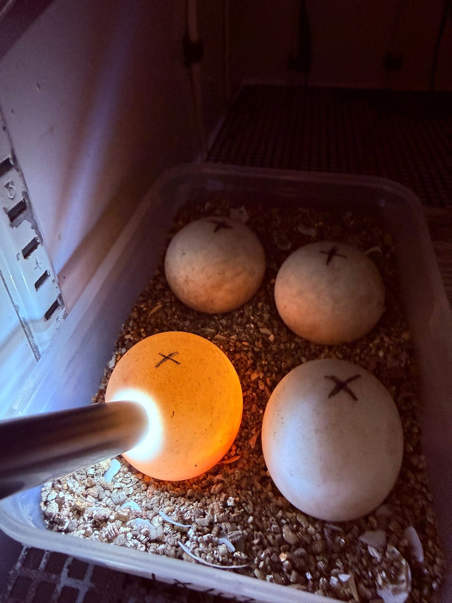 Lampada per speratura uova
